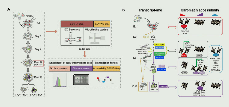 Overview of the prepared single-cell libraries across various time points of human cellular reprogramming - Jon Loh Lab