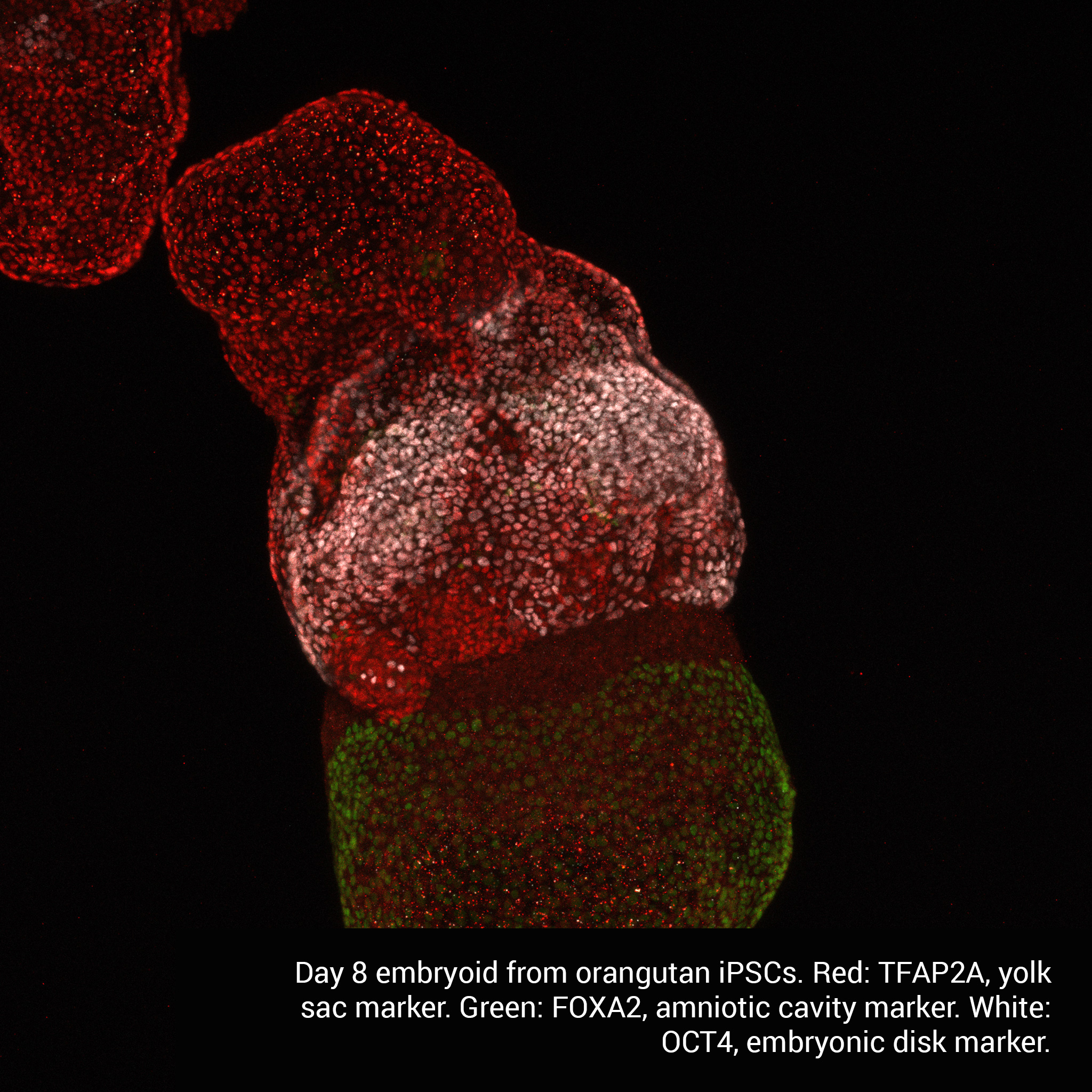 Mapping Potency States of Stem Cells - Cell Fate Engineering Lab