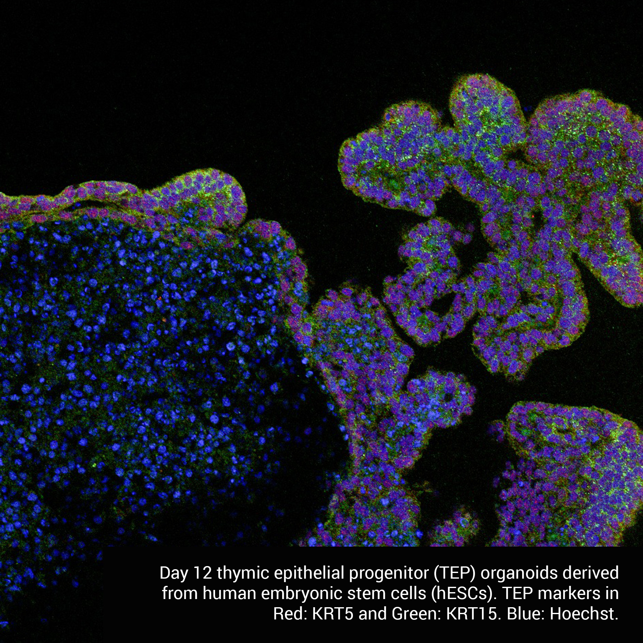 Engineering Cell Fate through Reprogramming and Differentiation - Cell Fate Engineering Lab